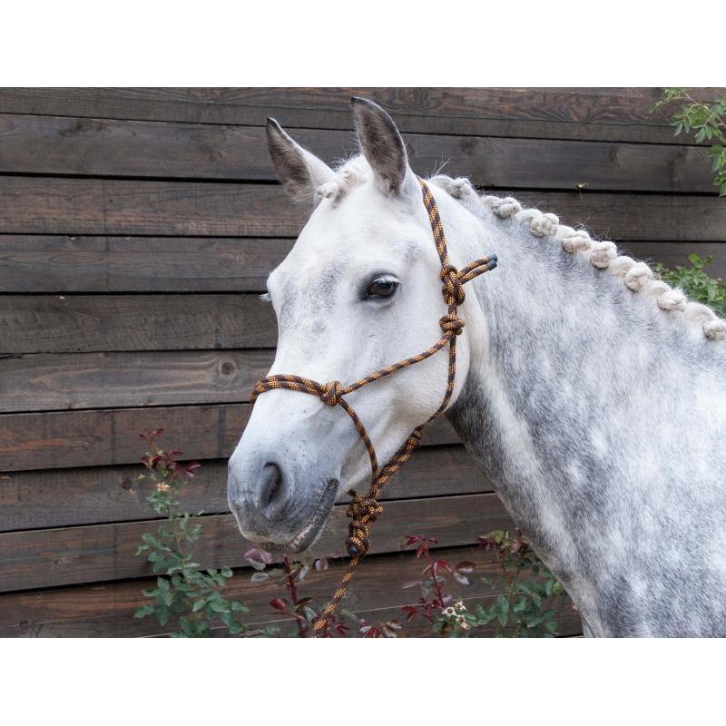 TdeT Licol et Longe Ethologique - SHOPHORSE